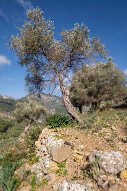 Olivar de Pastoritx, Valldemossa, Mallorca, Balearic Adaları, İspanya