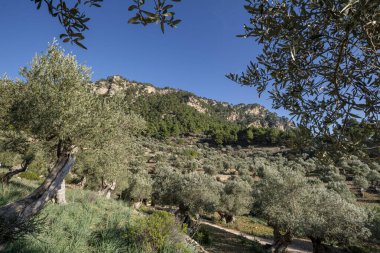 Olivar de Son Moragues, Valldemossa, Mallorca, Balearic Adaları, İspanya