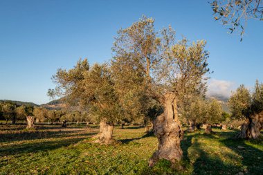 Olivar de Vistamar y Puig de Talaia Vella, Valldemossa, Mallorca, Balearic Adaları, İspanya