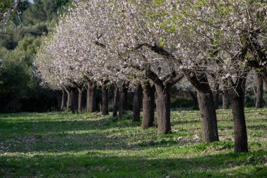 Almendros floridos, Albenya, Algaida, Mallorca, Balear Adaları, İspanya