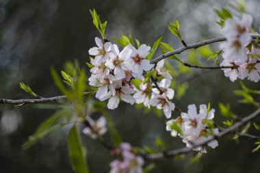 Almendros floridos, Albenya, Algaida, Mallorca, Balear Adaları, İspanya