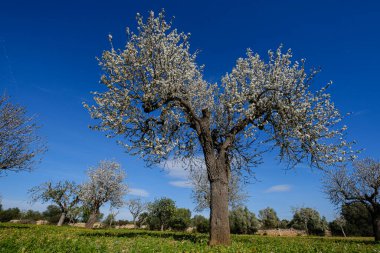 almendros floridos, Son Taixaquet, Llucmajor, Mallorca, Balear Adaları, İspanya