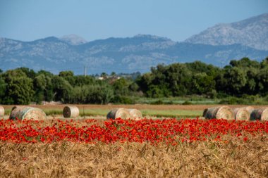 Mallorca, Balearic Adaları, İspanya