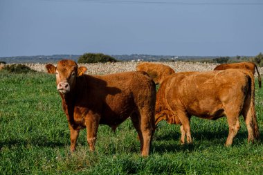 Menorcan inekleri otlatıyor, Alaior, Menorca, Balear Adaları, İspanya