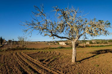 saban tarlası, Lloret de Vista Alegre, Mallorca, Balearic Adaları, İspanya