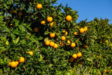 Ağaçtaki portakallar, Lloret de Vista Alegre, Mallorca, Balearic Adaları, İspanya