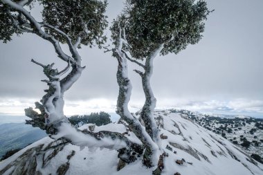 Sırttaki yalnız ağaç, Puig des Coll des Jou, 1052 metre, Doğu vadisi, Mallorca, Balearic Adaları, İspanya