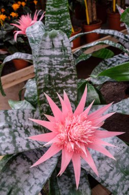 Aechmea fasciata, Mallorca, Balear Adaları, İspanya