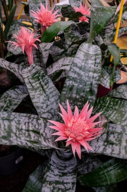 Aechmea fasciata, Mallorca, Balear Adaları, İspanya