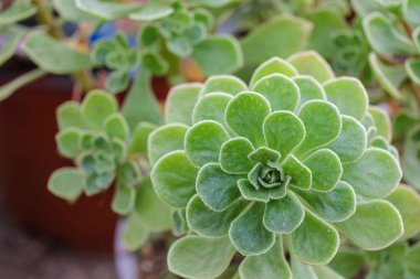 adromischus, Mallorca, Balear Adaları, İspanya