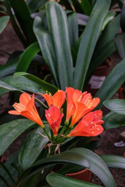 Clivia miniata, Mallorca, Balear Adaları, İspanya