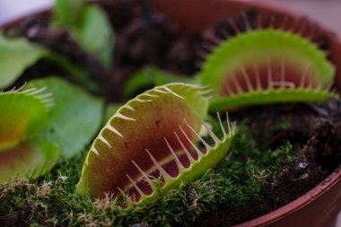 etobur bitki, Dionaea muscipula, Mallorca, Balear Adaları, İspanya