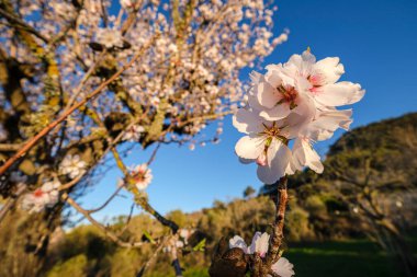 Badem çiçekleri, Randa, Mallorca, Balear Adaları, İspanya