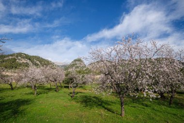 Badem çiçeği, Caimari, Mallorca, Balear Adaları, İspanya