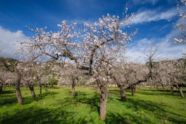 Badem çiçeği, Caimari, Mallorca, Balear Adaları, İspanya