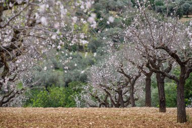 Badem çiçekleri tarlası, Mancor de la Vall, Mallorca, Balear Adaları, İspanya