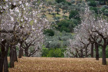 Badem çiçekleri tarlası, Mancor de la Vall, Mallorca, Balear Adaları, İspanya