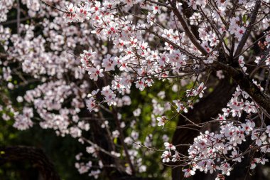 Çiçekli badem ağacı, Bunyola, Mallorca, Balear Adaları, İspanya
