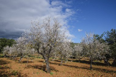 Çiçekli badem ağacı, Bunyola, Mallorca, Balear Adaları, İspanya