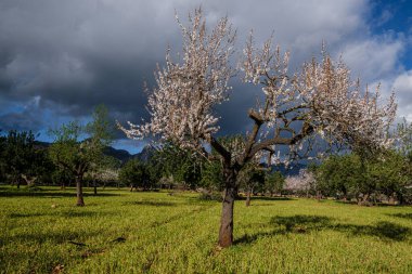 Çiçekli badem ağacı, Bunyola, Mallorca, Balear Adaları, İspanya