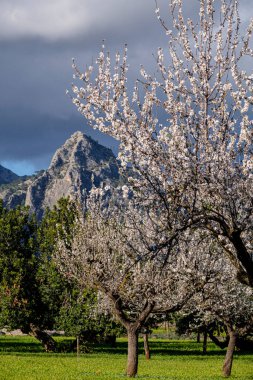 Sa Gubia badem ağacı, Bunyola, Mallorca, Balear Adaları, İspanya