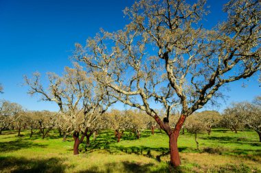 Alcornoques descorchados, Quercus suber, Os Almendres, Distrito de Evora, Alentejo, Portekiz, Avrupa