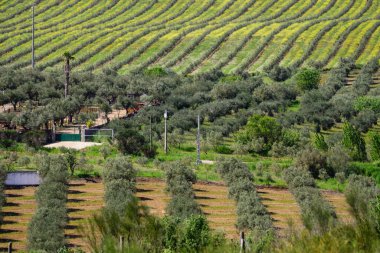 Campo de olivos, Campo Maior, Alentejo, Portekiz, Avrupa