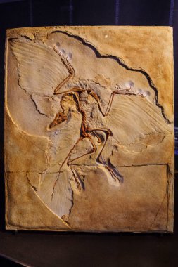 Archaeopteryx, 150 my, Dinozoria, Museum de los Dinozorios, sala de la evolucion, Esperaza.departamento del Aude, Languedoc-Roussillon, pirineos orientales, Francia, europa