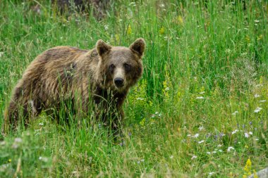 oso pardo europeo (Ursus arctos arctos), Les Angles, pirinos catalanes, comarca de Capcir, Francia