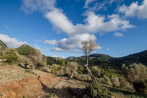 Olajfaliget Orient Valley Mallorca Baleár Szigetek Spanyolország — Stock Fotó