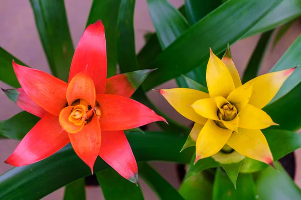 Цветок Бромелиады Балеарские Острова Испания — стоковое фото