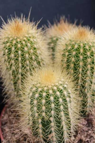 Pilosocereus Cactus Mallorca Balearic Islands Spain — Stockfoto