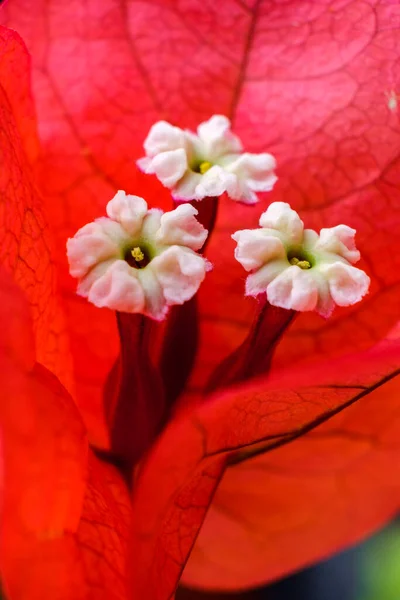 Bougainvillea Bloom Майорка Балеарские Острова Испания — стоковое фото