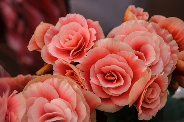 Pink Roses Mallorca Balearic Islands Spain — Stock Photo, Image