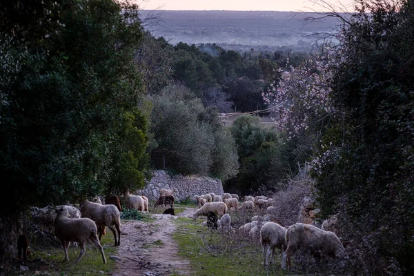 flock of sheep, old road to Llucmajor, Mallorca, Balearic Islands, Spain