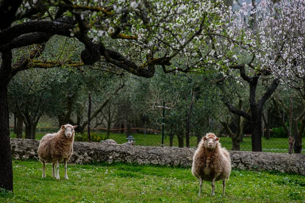 Koyunlar Badem Çiçekleri Caimari Mallorca Balear Adaları Spanya — Stok fotoğraf