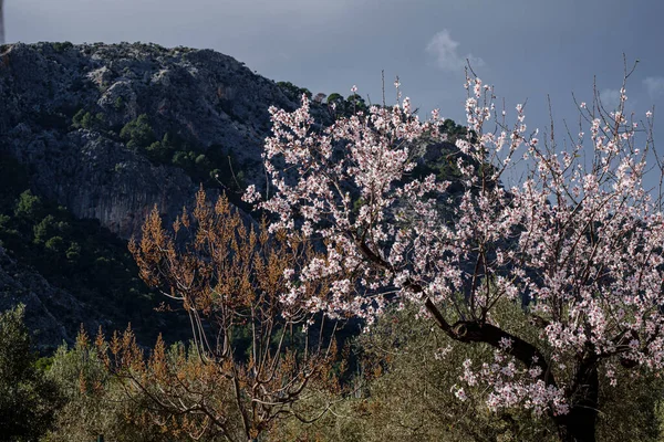 Çiçekli Badem Ağacı Bunyola Mallorca Balear Adaları Spanya — Stok fotoğraf