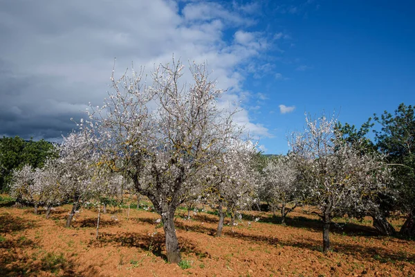 Árvore Amêndoa Com Flores Bunyola Maiorca Ilhas Baleares Espanha — Fotografia de Stock