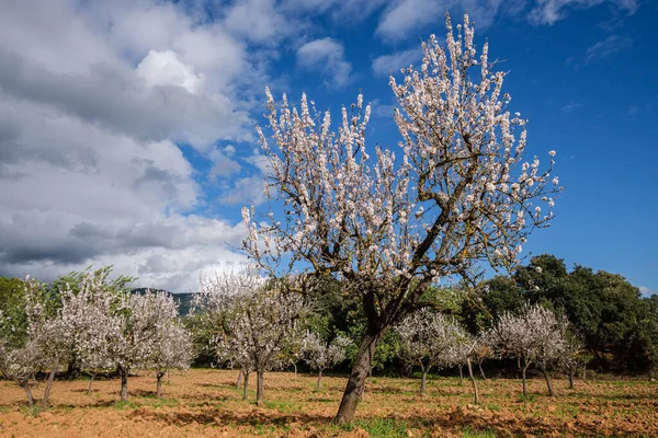 Árvore Amêndoa Com Flores Bunyola Maiorca Ilhas Baleares Espanha — Fotografia de Stock