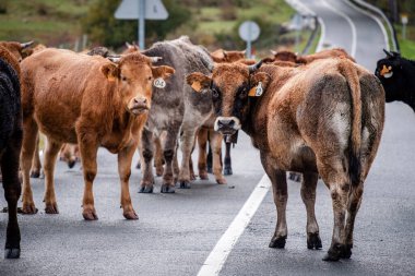 Yolu kapatan inek sürüsü, Mata de Hoz, municipio de Valdeolea, Cantabria, İspanya