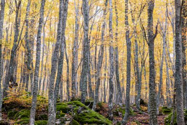 Tejeda de Tosande. Fuentes Carrionas Doğal Parkı, Fuente Cobre- Palentina Dağı. Palencia, İspanya