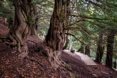 Centennial porsukları, Tejeda de Tosande. Fuentes Carrionas Doğal Parkı, Fuente Cobre- Palentina Dağı. Palencia, İspanya