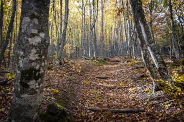 Tejeda de Tosande. Fuentes Carrionas Doğal Parkı, Fuente Cobre- Palentina Dağı. Palencia, İspanya