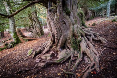 Centennial porsukları, Tejeda de Tosande. Fuentes Carrionas Doğal Parkı, Fuente Cobre- Palentina Dağı. Palencia, İspanya