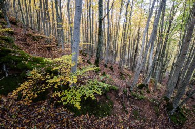 Tejeda de Tosande. Fuentes Carrionas Doğal Parkı, Fuente Cobre- Palentina Dağı. Palencia, İspanya