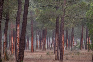 Pinus Pinaster ormanında reçine çıkarma, Montes de Coca, Segovia, İspanya