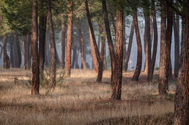 Pinus Pinaster ormanında reçine çıkarma, Montes de Coca, Segovia, İspanya