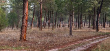 Pinus Pinaster ormanında reçine çıkarma, Montes de Coca, Segovia, İspanya