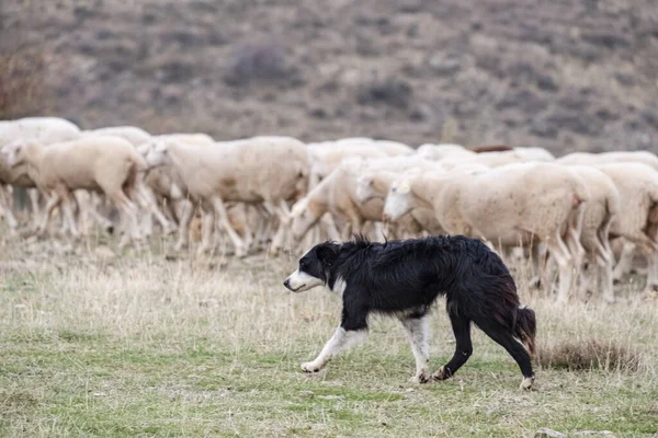 Sheepdog Liderando Rebanho Ovelhas Gollorio Guadalajara Espanha — Fotografia de Stock