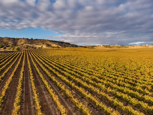 ブドウ畑 スペイン ブルゴス州 アランダ ドゥエロ — ストック写真